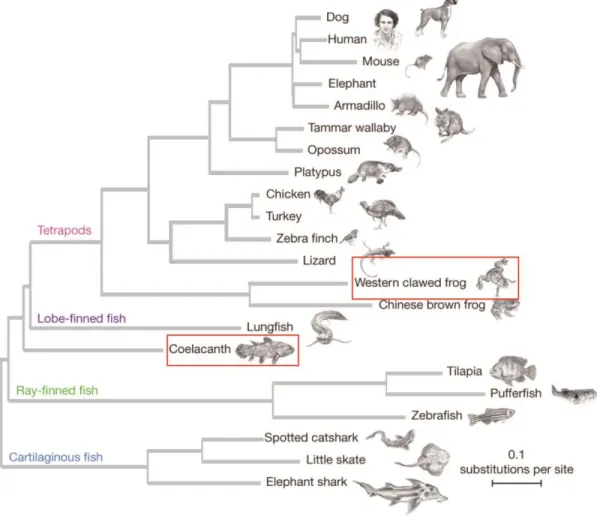 Figure 3 : Evolutionary tree of selected jawed vertebrate species:  Experimental model organisms are  highlighted in rectangle (red)