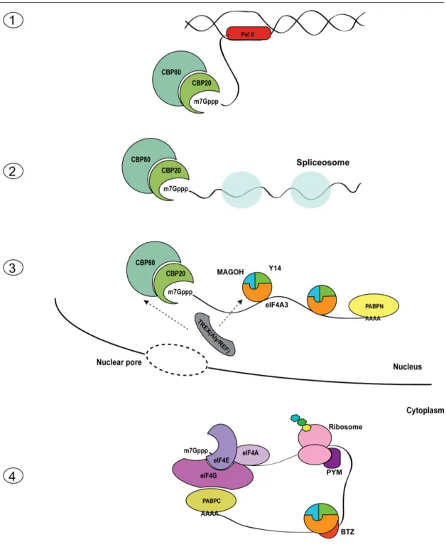 Figure   1.   Steps   of   gene   expression.   1)   Pol   II   transcribes   the   information   of   DNA   in   pre-­‐mRNA
