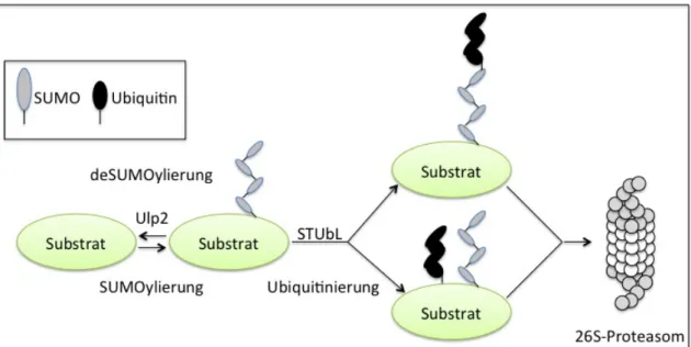 Abbildung 1.8:  Schematische Darstellung über die Ubiquitin abhängige Proteolyse von  SUMO-Konjugaten  