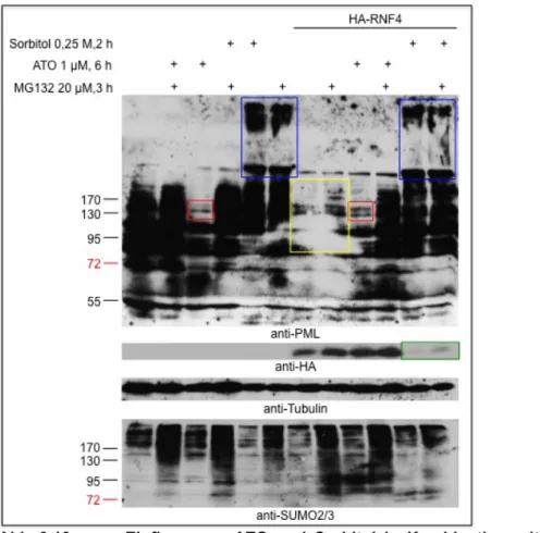 Abb. 3.10:   Einfluss  von  ATO  und  Sorbitol  in  Kombination  mit  transfiziertem  HA- HA-RNF4 auf endogenes PML 