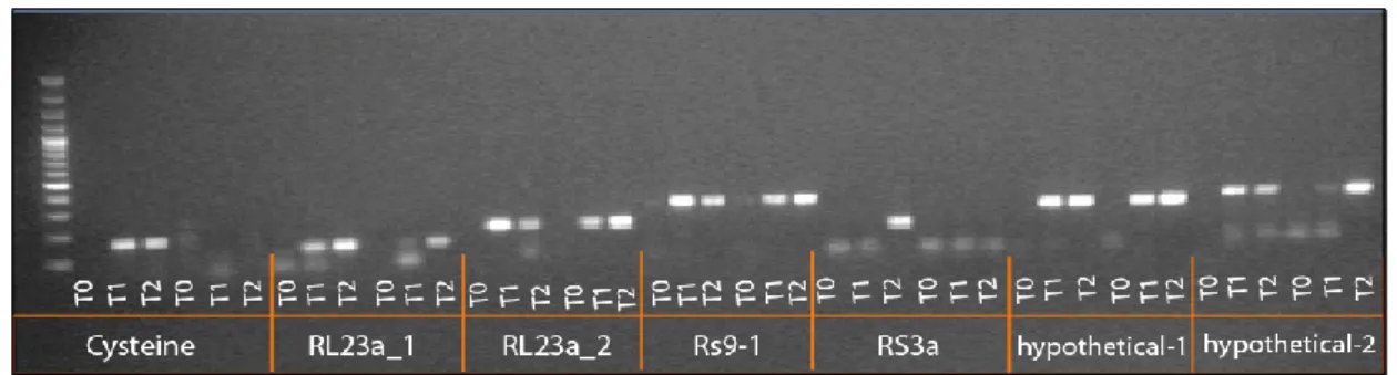 Fig.  2.2.  PCR  fragments  for  five  Phytophthora  SuperSAGE  tags.  Each  tag  (candidate  gene)  was  tested  on  two  genotypes (BL_114, the first three time points, and BL_067 the next three time points) each at three time  points (T0, T1 and T2)