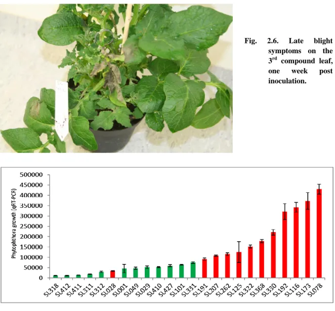 Fig.  2.7.  P.  infestans  quantitative  growth  on  24  selected  tetraploid  potato  genotypes