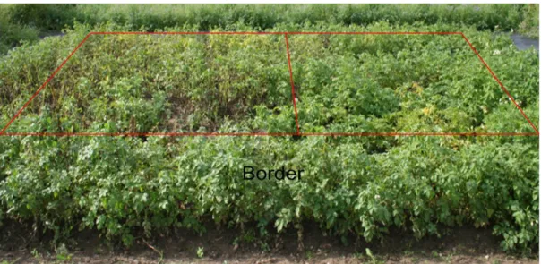 Fig.  2.9.  Field  response  of  the  24  tetraploid  potato  genotypes  to  late  blight  natural  infestation