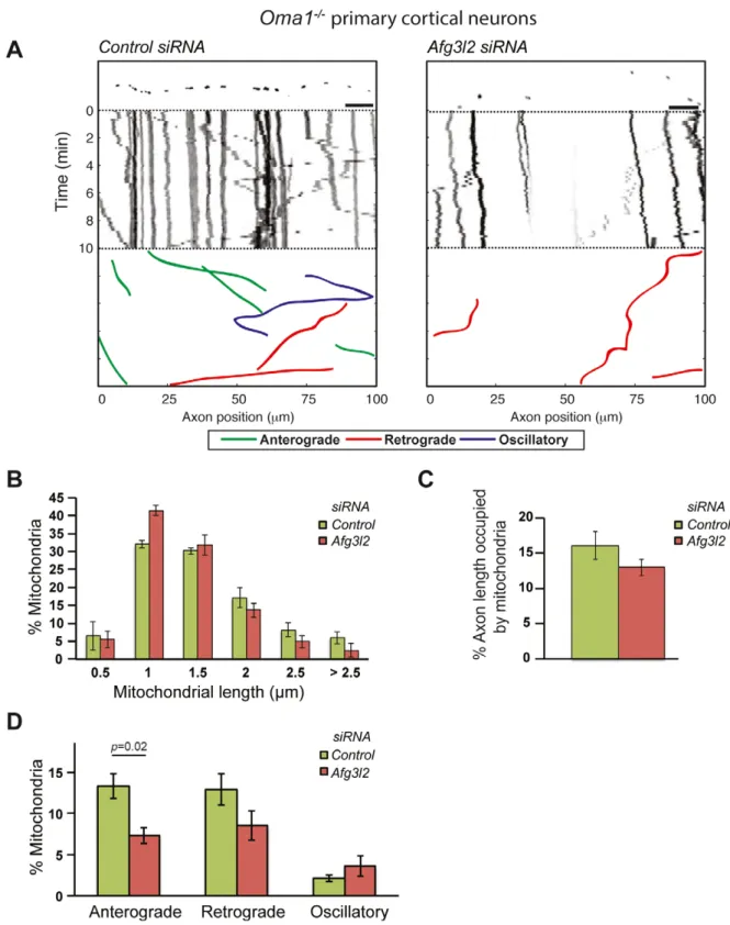 Figure 2. OMA1 ablation does not rescue mitochondrial transport defect of AFG3L2-depleted neurons.