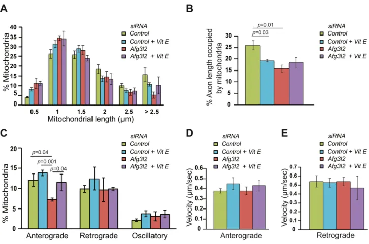 Figure 7. Mitochondrial transport defect in AFG3L2-depleted neurons is rescued by vitamin E.