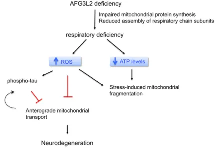 Figure 8. Schematic representation of the pathogenic cascade in neurodegenerative diseases due to AFG3L2 deficiency.