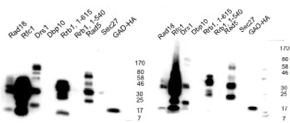 Figure 4.7. ↵-HA signal intensity (3F10) as a measure for protein expression level. Ex- Ex-pression of GAD fusions of Rad18, Rfc1, Drs1, Dbp10, Rrb1, Rad5, Sec27 and unligated GAD-HA in Saccharomyces cerevisiae strain JD47-13C (table 4.29)