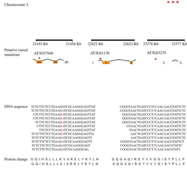Figure  2.3:  Annotation  of  putative  causal  mutations.  The  genomic  regions  of  candidate EMS mutations (red asterisks) along with gene annotations are shown (top)