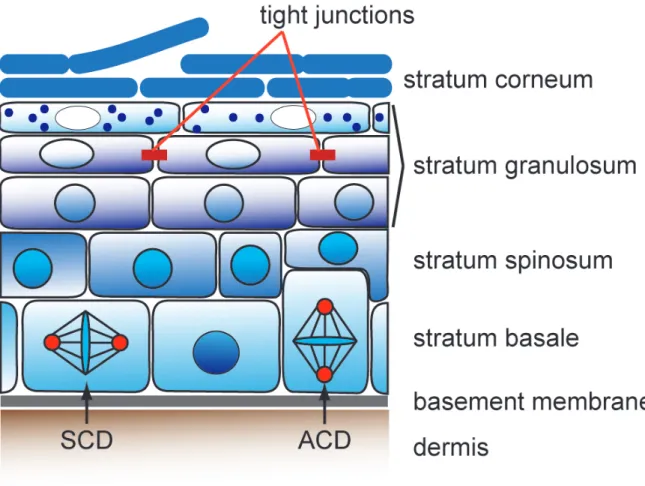 Figure 1: Schematic representation of the mammalian interfollicular epidermis. The interfollicular  epidermis  (IFE)  is  a  stratified  epithelium  with  different  layers