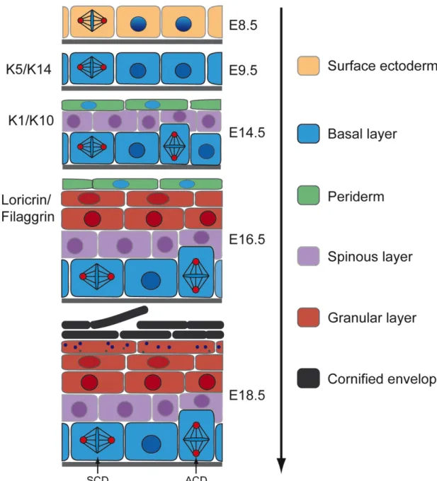 Figure  2:  Schematic  representation  of  epidermal  morphogenesis.  During  murine  epidermal  morphogenesis  from  E8.5  to  E18.5,  the  single  layered  surface  ectoderm  initiates  a  stratification  program  leading  to  the  formation  of  the  di