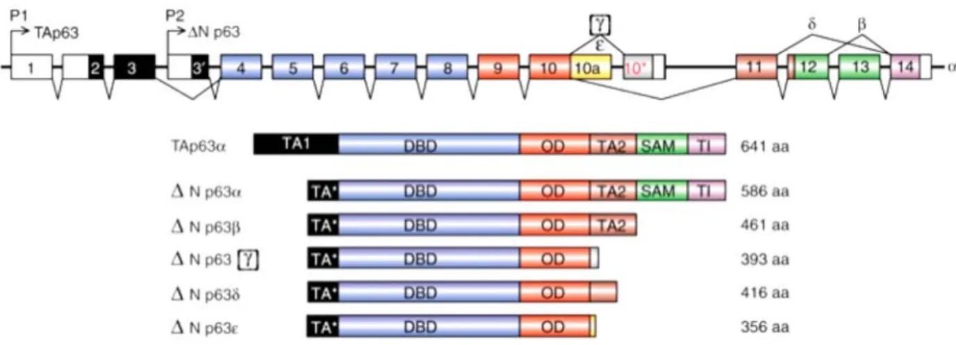 Figure  4:  Schematic  representation  of  p63  isoforms. Exon/intron organization of the human p63  gene  and  the  alternative  promoter  and  splicing  site  that  give  rise  to  the  six  different  p63  isoforms (Vanbokhoven et al., 2011)