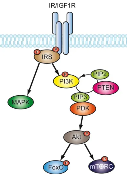 Figure 5: Schematic representation of the IR/IGF-1R signaling pathway. The insulin/IGF-1 binding  dependent signaling cascade with conserved downstream regulators