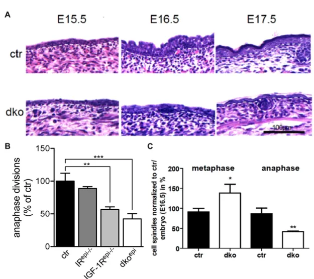 Figure  9:  IIS  regulates  cell  cycle  progression  at  E16.5.  (A)  H&amp;E  staining  of  embryonic  ctr  and  dko epi   epidermis  show  first  appearance  of  hypomorphic  epidermis  at  E16.5