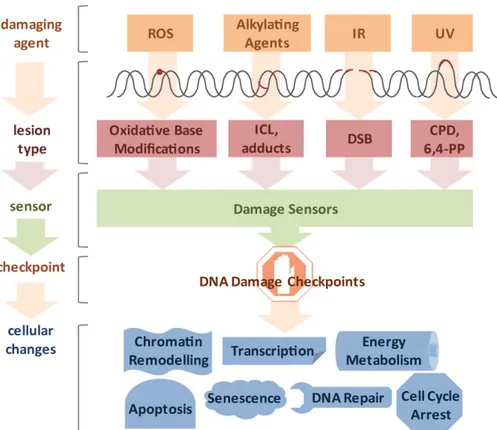 Figure II.1. Diverse lesion types trigger DNA damage responses.  