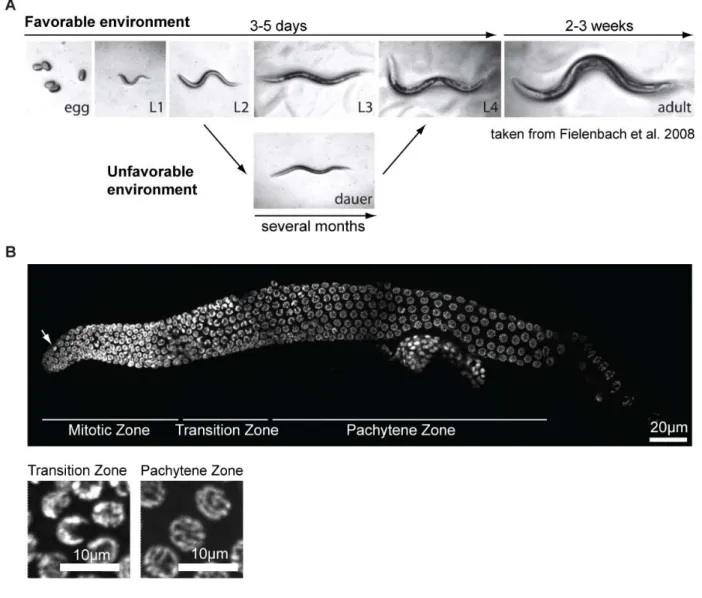 Figure II.2 The model organism Caenorhabditis elegans. 