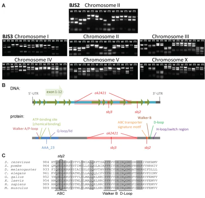 Figure III.4 Screening for UV-sensitive mutants identified two novel alleles of smc-5