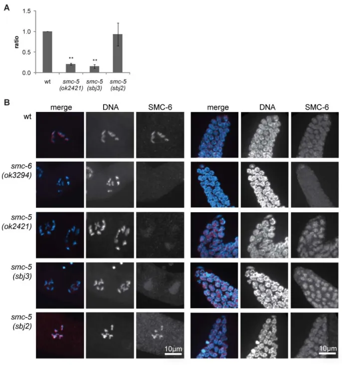 Figure III.5 smc-5 alleles ok2421 and sbj3 impair smc-5 mRNA levels and SMC-6 localization but  sbj2 does not