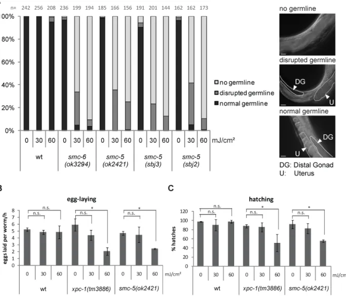 Figure III.6 smc-5 mutants display germline defects upon UV irradiation. 