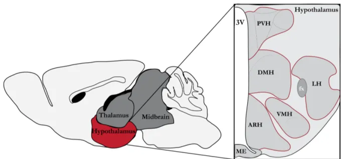 Figure 1.2: Schematic overview of the hypothalamus in the brain 