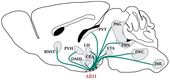 Figure 1.3: Schematic overview of ARH neuronal projections throughout the CNS   POMC  and  AgRP/NPY  neurons  residing  in  the  ARH  project  to  various  intra-hypothalamic  (i.e