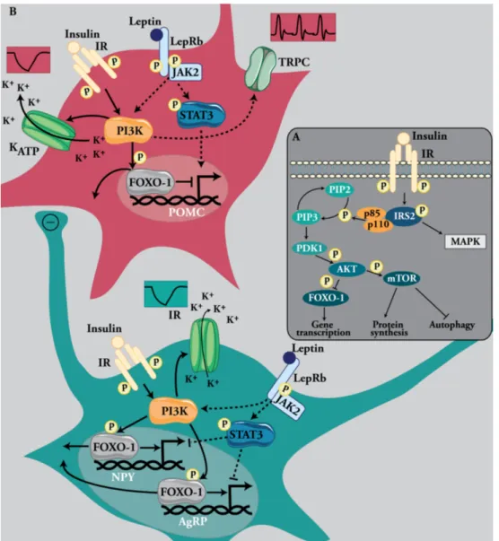Figure 1.4: Insulin and leptin signaling in POMC and AgRP/NPY neurons 