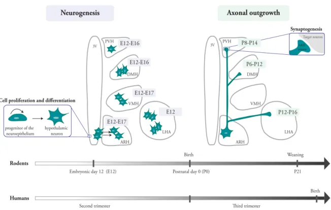 Figure 1.5: Development of hypothalamic neurocircuits in rodents and humans   The  ontogeny  of  functional  hypothalamic  neurocircuits  is  composed  of  two  major  steps:  1)  Determination of neuronal cell number (i.e