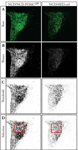 Figure  2.3.1  Representative  step-by-step  quantification  of  α- MSH  and  AgRP  immunostaining 