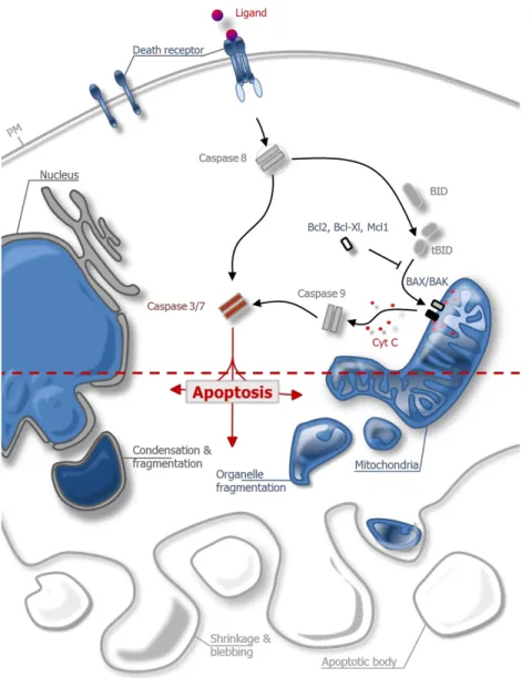 Figure 1.1 | Extrinsic and intrinsic pathway of apoptosis 