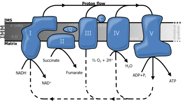 Figure 1.2 | Mitochondrial electron transport chain and oxidative phosphorylation 