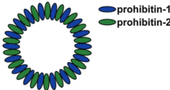 Figure 2: Multimeric ring complexes of prohibitins 