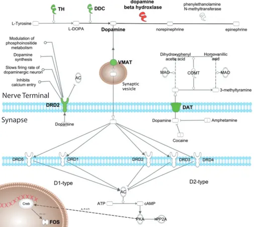 Figure 3 . 4 : Schematic overlay of the microarray expression data and the dopaminergic signaling pathway