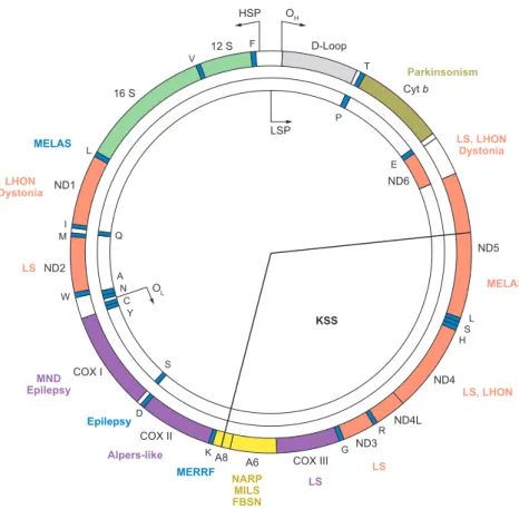 Figure 1.1 Human mitochondrial DNA and related diseases. 