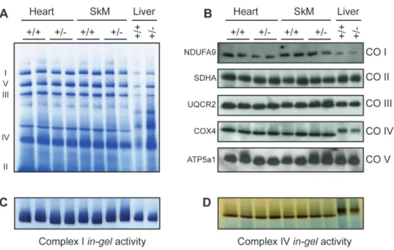 Figure 3.2 Respiratory Chain Complexes in Heart, Skeletal Muscle (SkM) and Liver  Mitochondria of 104-Week-Old wild type (+/+) and heterozygous (+/-) Dars2 mice