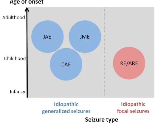 Figure  1  Overview  of  common  idiopathic  epilepsy  types.  The  epilepsy  types  are  distributed  by  age  of  onset  as  well  as  seizure type