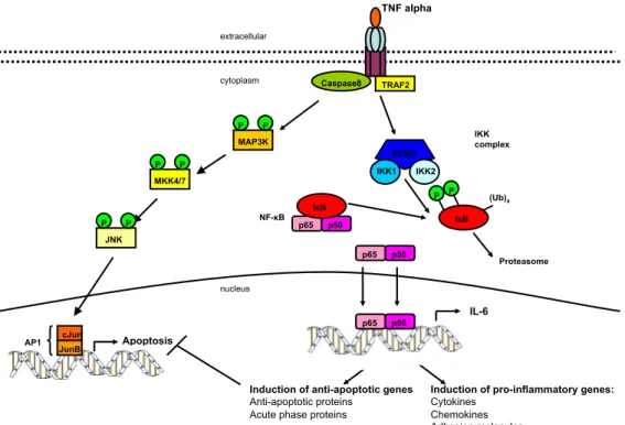 Figure 1.4: TNFα signaling pathway