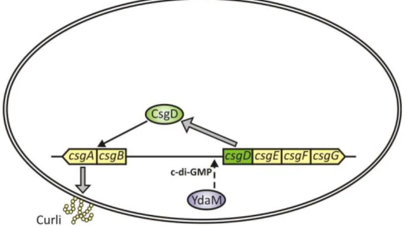 Figure 1: Regulation of csg gene expression in E. coli leading to curli synthesis. 
