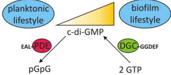 Figure 3: The transition between the two main bacterial lifestyles is ruled by c‐di‐GMP
