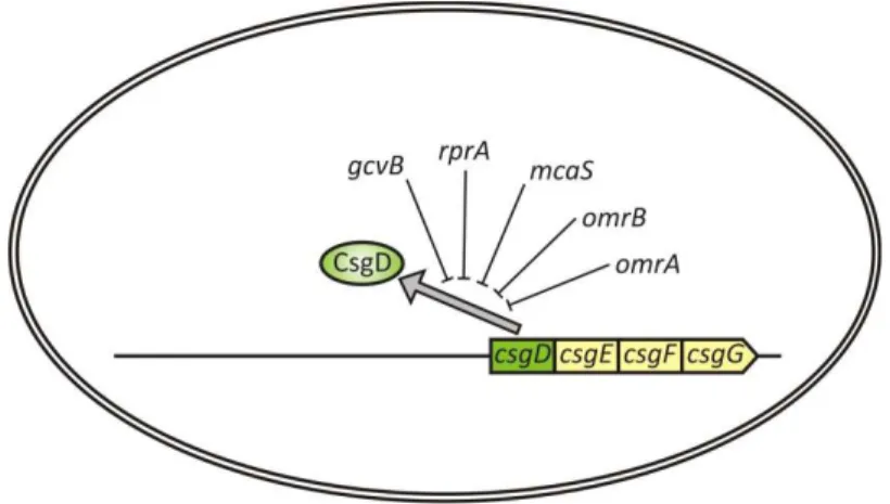 Figure 5: Expression of the FixJ/NarL‐type transcription factor CsgD in E. coli is repressed by sRNAs