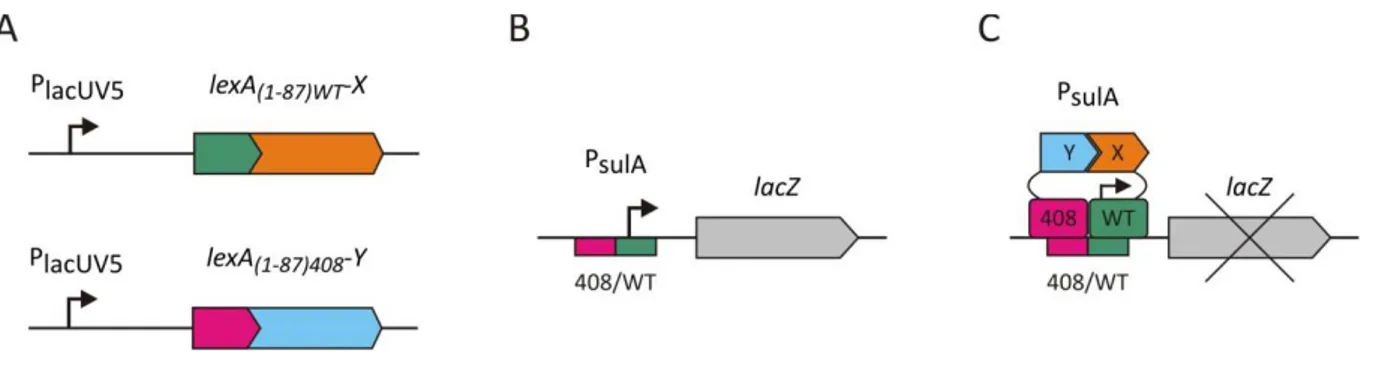 Figure 12: Principle of the LexA‐based bacterial two‐hybrid system. 