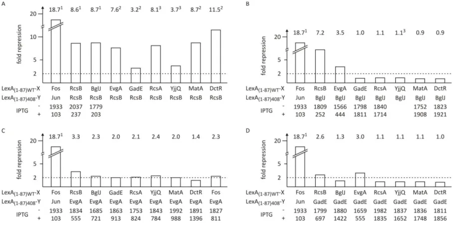 Figure 13: Dimerization analysis of selected hybrid FixJ/NarL‐type transcription factors using the LexA‐based bacterial two‐hybrid system in E