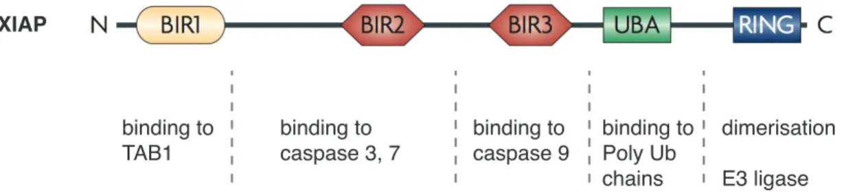 Figure  1.  Domain  structure  of  XIAP. XIAP comprises three BIR domains, each exerting different  functions, a ubiquitin-associated (UBA) domain, which allows binding to poly-ubiquitin (Ub) chains and  a  RING  finger  domain,  which  is  responsible  fo