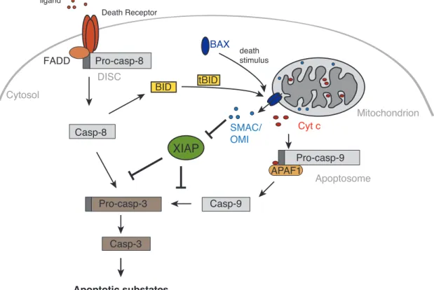 Figure  3.  Extrinsic  and  intrinsic  (mitochondrial)  apoptotic  pathways.  Apoptosis  can  be  induced by stimulation of death receptors with their respective ligands (TNF, FAS, TRAIL)