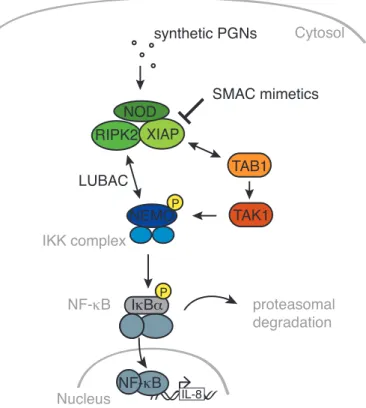 Figure  4.  Intracellular  NOD  signalling  cascade.  Synthetic  minimal  peptidoglycan  (PGN)   fragments stimulate NOD, leading to complex formation with XIAP and RIPK2