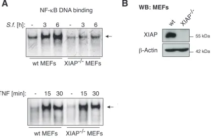 Figure 7. XIAP is required for  S. flexneri-induced NF- κ B activation in MEFs. 