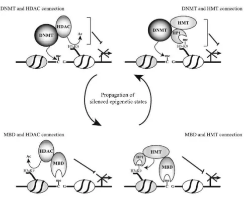 Abbildung 3: Interaktion von DNA- Methylierung und Chromatin- Modifikationen für die langfristige  Genabschaltung (48)