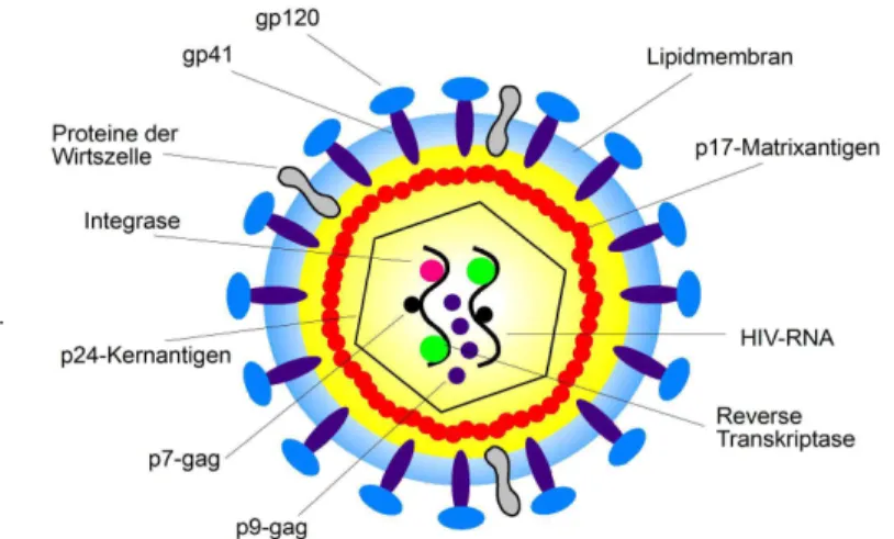 Abbildung 4: Schematischer Aufbau von HIV- 1 (95) 
