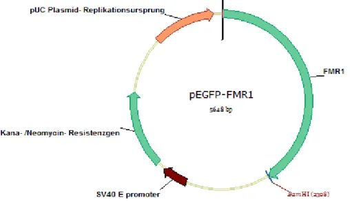 Abbildung 8: Vektorkarte des Plasmids pEGFP- FMR1 mit BamHI- Schnittstelle 