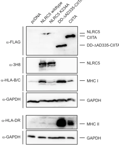 Figure 3.18 Contribution of the N‐terminal effector domains of NLRC5 to endogenous MHC activa‐