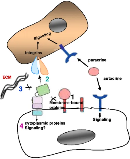 Figure  4.  Overview  of  ADAM-9  functions.  1,  ectodomain  shedding  of  membrane-bound  growth factors/cytokines and their receptors lead to release of soluble factors which can act  in  an  autocrine  or  paracrine  manner