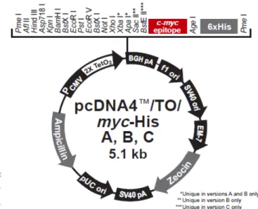 Figure  6.  pcDNA4/TO/myc-His  expression  vector  used  for  eukaryotic  expression  of  recombinant soluble ADAM-9